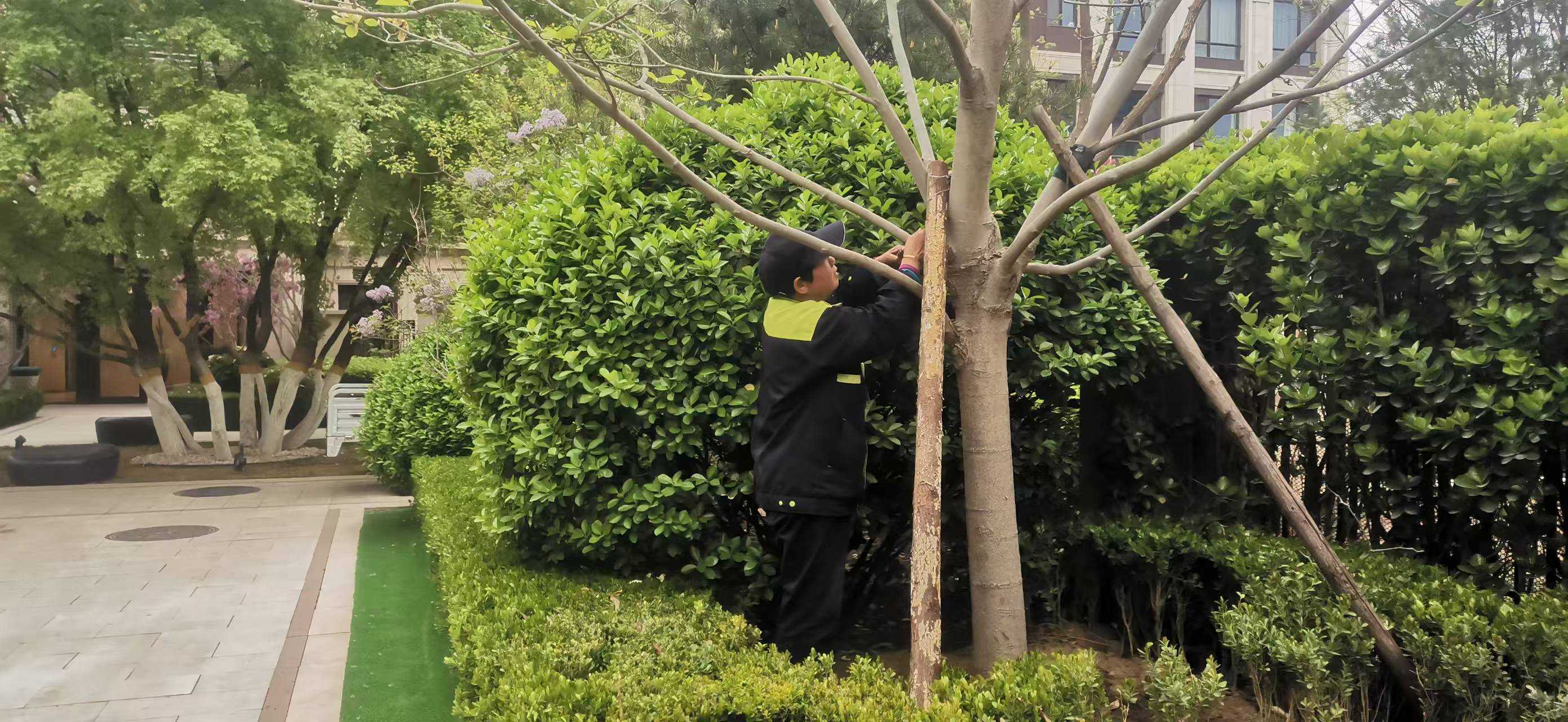 北京將出現(xiàn)10級以上大風(fēng)，園林綠化養(yǎng)護如何提前防范風(fēng)險